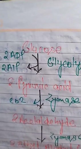 Alcoholic fermentation/ process of fermentation of alcohol/ Fermentation process #notes #biology