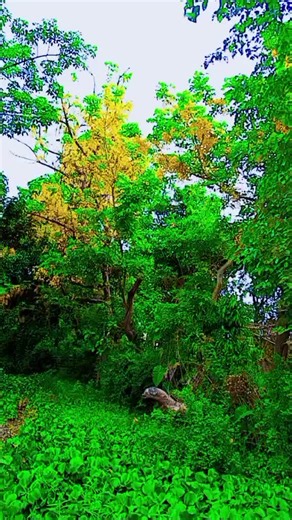 ༄Aɴsʜ ❦ Ꮶᴀᴩᴏᴏʀ༻ on TikTok