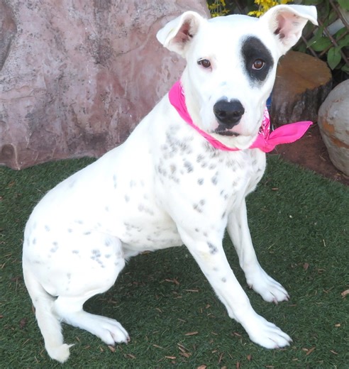 Looking to add a pet to your family? Many are available at shelters