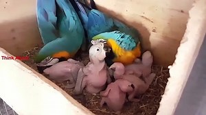 Inside view of wild blue gold macaw nest box with their chicks - video Dailymotion