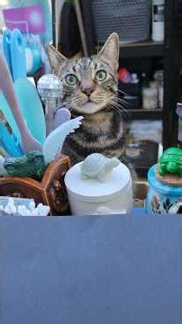 This Bilbo isn't a very good burglar... #cat #cute #funny #catlaughs