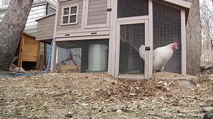 Residential chickens are now allowed in Edina! Find out more about the recent decision by the City Council. | City of Edina, MN (Local Government)