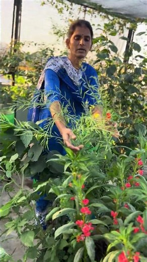 Have you seen the mustard tree? This is the magic of nature!