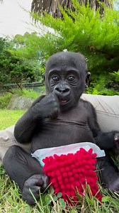 7M views · 276K reactions | Kaius enjoying the sun and oh so close to sitting up without help | Zookeeper Chad | Facebook