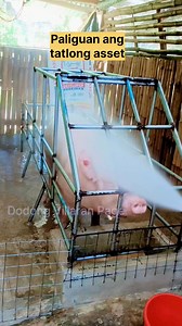 430K views · 2.9K reactions | Paliguan ang tatlong asset. #pig #pigfarming #farming #baboy #pigrolac | Dodong Villaran Page | Facebook