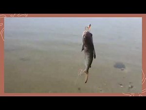 FISHING TIME USING OKUMA WAVE POWER SPIN RODS,ENJOY!!!