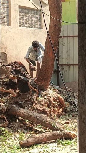 VKV TREE CUTTING. #1million #like #like #chennai 9941804327