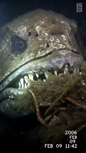 2006 Mariana Trench Leak: What is this massive thing?! 😳🌊 #shorts