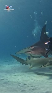 20K views · 55K reactions | Big Beautiful Great Hammerhead Shark #shark #sharks #ocean #adventure #bimini | George C. Schellenger | Facebook