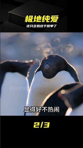 Episode 23: Adelie penguins cross oceans just to rekindle the love they felt at first sight. #Pen...