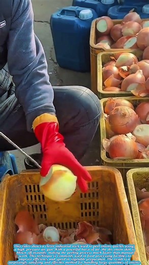 How Factories Peel Onions with an Air Gun | Fast Onion Processing Technique #farmingtips #shortsfeed