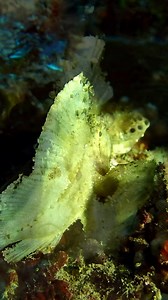 This leaf fish looks a bit grumpy today. 🎥 @Abdul Deyd Rahman #marinelife #grumpy #fish #scuba #diving #scubadiving #maldives #uwvideo PADI Scuba Diving Travel Scuba Diver Life SCUBA Travel TAUCHEN Scuba Diving Magazine Diving Passport Spotmydive Dive into Life | Ocean Dimensions