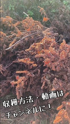 エゴマの実！収穫！