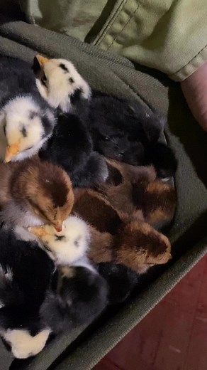 7.2K views · 215 reactions | Part 6: We went back the next day to visit the chicks at Our Farmacy. They all just fit so perfectly in my sweater. We almost took them home with us, but remembered that the coop here is bigger and better for them, and Jason went through all that trouble to build it. #chickendrama #chickens #chicks #sanctuary #hens stories | Unicorn Acres | Facebook