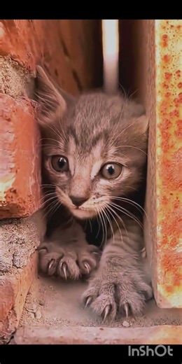 Most Emotional Cat Video You’ll See Today 😭