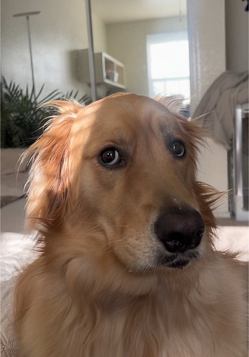 Golden Retriever Dog Farts and Purring Sounds