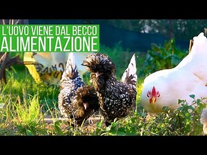 HOW MUCH SHOULD I FEED MY HENS?