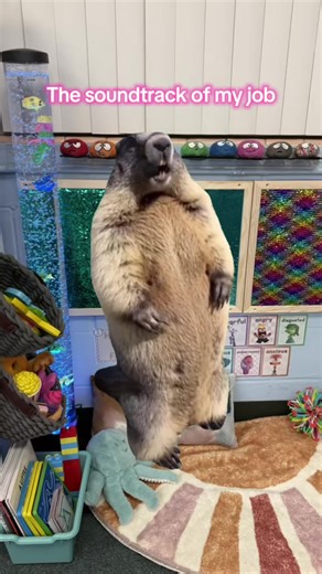 If you’ve ever wondered what teaching kindergarten sounds like… this is it 🥴 and somehow I still love it 🥰 #kindergartenteacher #teachertok #calmcorner #kindergartenclassroom