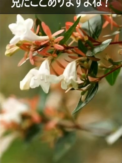 アベリア #夏の花 「この花、見たことありますよね？」 「これ、アベリアっていう庭木です。」 「何がすごいかって―― とにかく丈夫。」 「暑さに強い。 寒さにもそこそこ強い。 病害虫も少ない。」 「しかも、花が長い。 初夏から秋まで、ずーっと咲き続けます。」 「道路沿いに多いのは、排気ガスや乾燥にも強いから。」 「剪定もそこまで難しくありません。 伸びすぎたら、思い切って切り戻しOK。」 「ただし放っておくとボサボサになります。 年に1〜2回は整えてあげましょう。」 「強くて、長く咲いて、管理も楽。 それがアベリアです。」 頼成庭園管理 https://raijo-tk.com