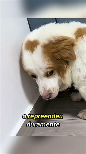 Arrependimento de um Pai Canino. #shorts