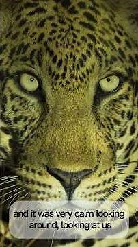 Uganda August 6th part 2: Nightdrive in Murchsion Falls National Park