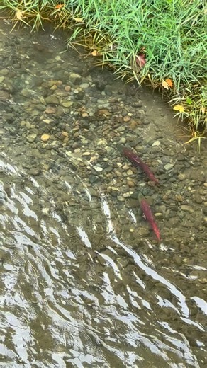 Today we at the Environmental Science Center are celebrating Indigenous People's Day. The Coast Salish tribes have stewarded and continue to steward the land and animals that live here for thousands of years. A lot of what we know about our salmon come from these indigenous scientists. So as we celebrate and spend time learning more about our native tribes, check out this pair of Sockeye Salmon courting each other before they lay their eggs. | Environmental Science Center