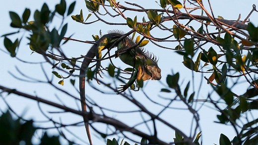 Cold-stunned iguanas fall from South Florida trees