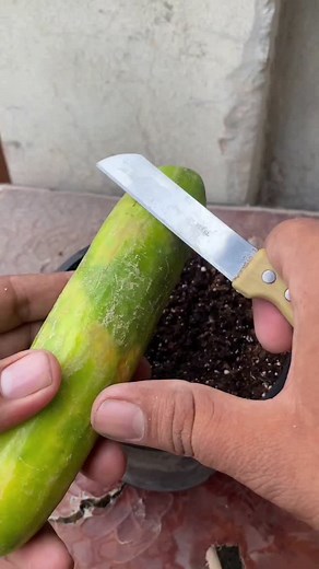 25K views · 1.1K reactions | How to grow cucumber at home #viral #garden #gardening #plants #romantic #viralvideos #reel #ideas #viralreels #love | Muhammad Shehbaz | Facebook