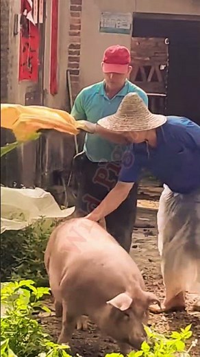 Daily Life of Wild Pigs in China – Nature You’ve Never Seen Before 🐗🌏 #china #wildpig