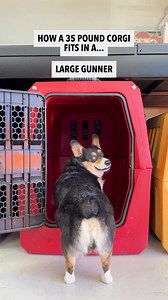 Struggling to determine which size kennel is best for your Corgi? We've got you. Like most Corgis, Archie rides in the G1 Medium Kennel 💪 | GUNNER