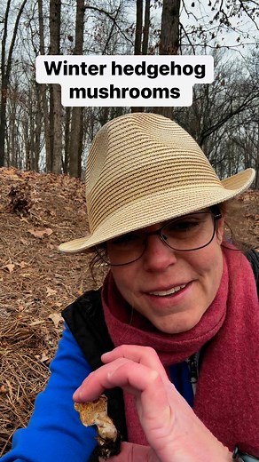 118 reactions · 15 shares | Hedgehog mushrooms make me happy! Learn about a blobby, brown, toothy hedgehog that fruits in winter under oak trees in the eastern US. They may look ambiguous or ugly to some, but when mushrooms are scarce in winter, these little dudes are a sight for my spore-sore eyes! #mushrooms #mushroomhunter #foraging #mushroomhunting | Anna McHugh | Facebook