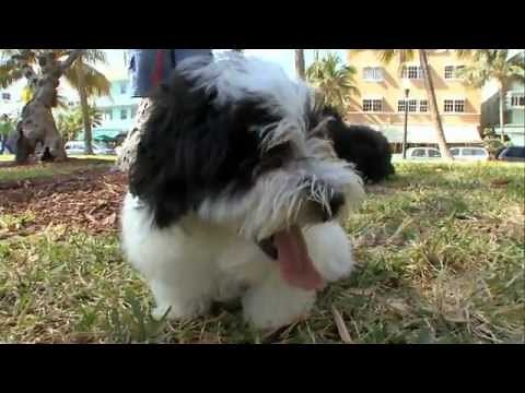 Dogs 101: Havanese