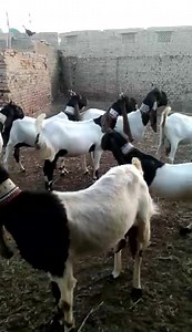 Pure pateri goats #purepateri #Goat #Purebreed #reel #fbreel #viralreel #Goats #breed | Village goats farm