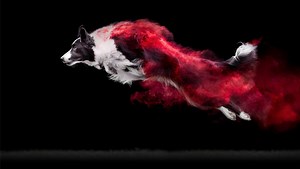 Photographer Covers Dogs in Colorful Powder For Dramatic Photo Series | Fstoppers