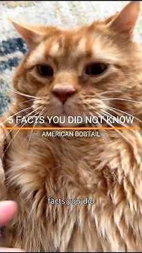 FACTS YOU DID NOT KNOW ABOUT THE AMERICAN BOBTAIL. #catfacts #catlove #bobtail #americancats