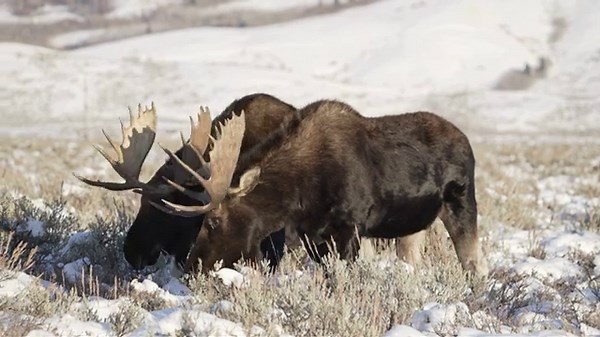 Meet the Moose! Fun Facts for Kids