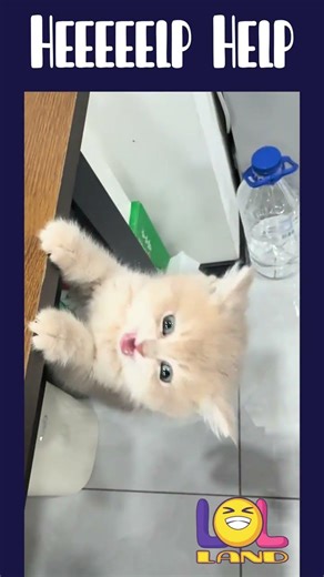 Heeeelp Help 🙈 #funny #explore #viral