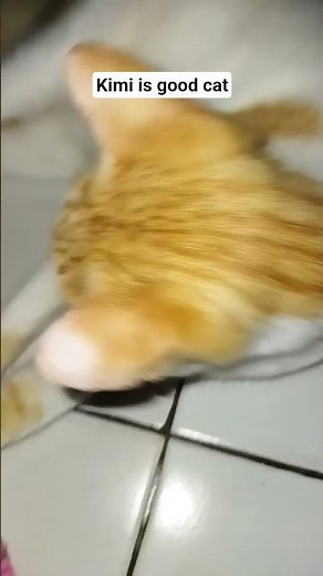 #kucing #kucinglucu #cutecat #catshorts #catlovers #shorts