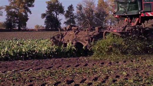 How Modern Technology Turns Sugarcane Into the Sugar