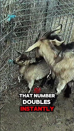 Discover mind-blowing goat facts you never knew! 🐐✨ Swipe to get your daily dose of goat wisdom! 🤯