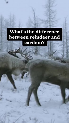 What's the difference between reindeer and caribou? #AnimalFacts #reindeer #caribou #tiktoktaughtme