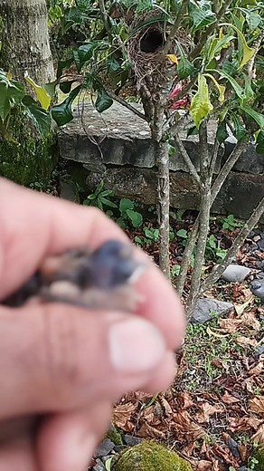 Frank Enrique on Instagram: "#pajaros #con #gusanos miren como este pajarito tenía tanto gusano"