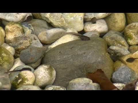 Vom Laich zum Frosch - Froschentwicklung im Karlspark