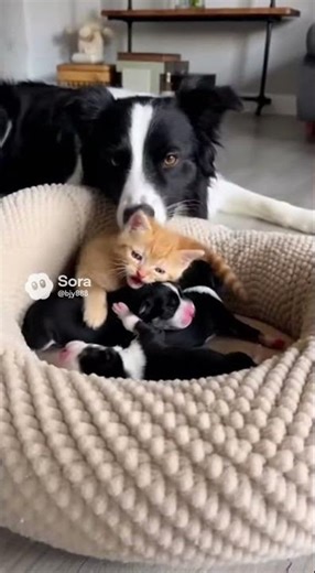 🥺 This family is so warm! Border Collie mom watches gently as the kitten cuddles with the puppies ❤️