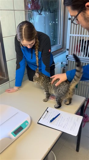 Fundkatze - Und dann? Zunächst einmal ist natürlich nicht jede freilaufende Katze, eine Katze, die man einfangen und zu uns ins Tierheim bringen muss. Es gibt viele Freigänger, die gut alleine klar kommen. Aber es gibt auch die Katzen, wo man plötzlich vor der Entscheidung steht, was mache ich? Richtig ist, dass jedes Fundtier bei der Polizei oder auch bei uns im Tierheim gemeldet werden muss. Man darf ein Tier nicht einfach behalten. Das wäre Fundunterschlagung und im besten Fall, gibt es ja au