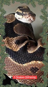 5 Snakes Slithering…Many a holiday meal would be ruined without our snake friends assistance maintaining a balance in the rodent population. Snakes move using powerful muscles, specialized scales, and coordination in four main ways: Lateral Undulation (classic S-shape pushing off surfaces), Concertina (accordion-like bunching for tight spaces), Sidewinding (throwing loops sideways on loose ground), and Rectilinear ("caterpillar crawl"). #12daysofchristmas #snakes #bestlittlezoointexas | Frank Bu