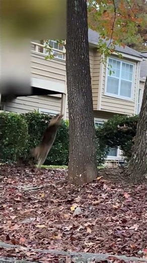 most prolific tree climber ever 😹 #cat