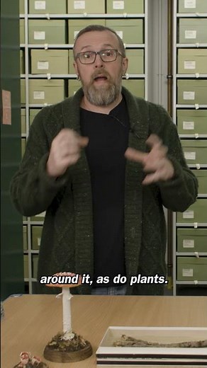 What even are #fungi?