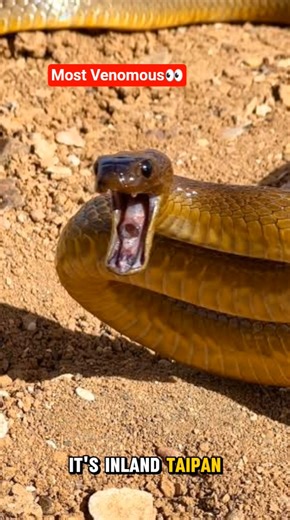 Inland Taipan: The Snake That can Kill 100 Humans