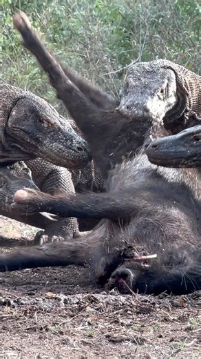 😱🔥🔥Komodo Dragon🐉 Strikes: A Wild Encounter #americanviewers #komodo #wildlife #komododragon